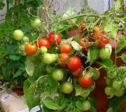 Рейтинг и описание самых урожайных сортов томатов Какие лучше покупать семена помидор
